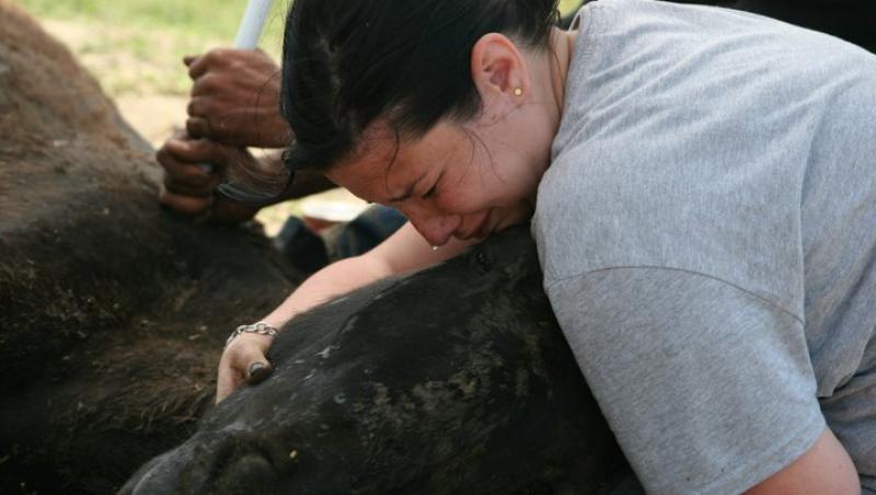 FOTO | Imagini devastatoare cu caii maltratați din Letea. Regretata Cristina Țopescu s-a aflat printre cei care au salvat animalele de la cele mai grele chinuri