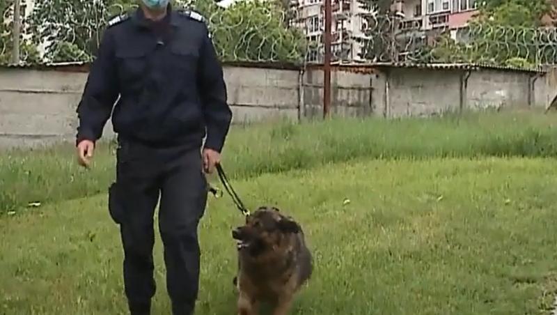 Un ciobănesc german din Mureș caută o familie care să-l adopte
