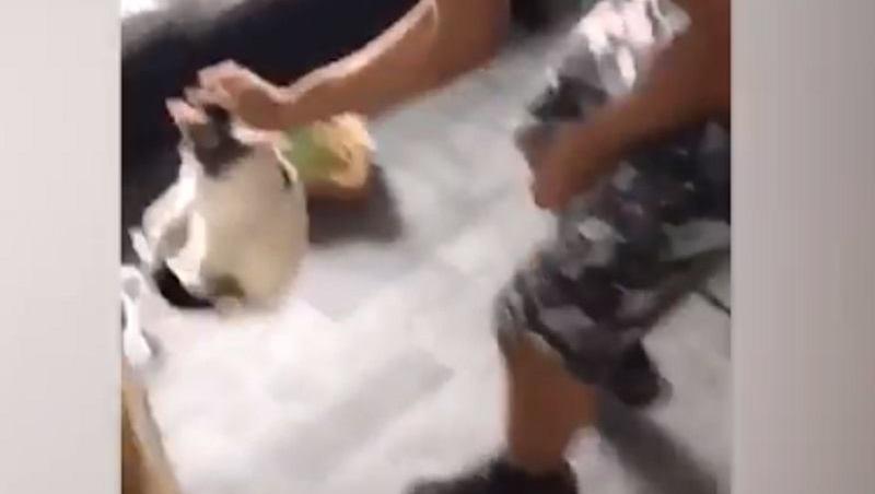 A filmat cum torturează o pisică și a postat imaginile pe Facebook