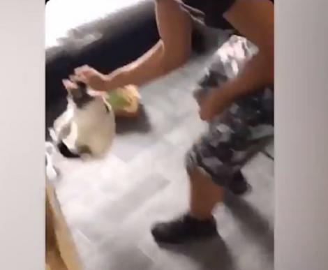 Un tânăr din Alba a torturat o pisică și a transmis totul LIVE pe Facebook! Imagini cu puternic impact emoțional