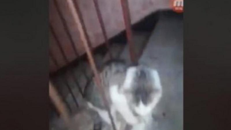 Un tânăr din Alba a torturat o pisică și a transmis totul LIVE pe Facebook