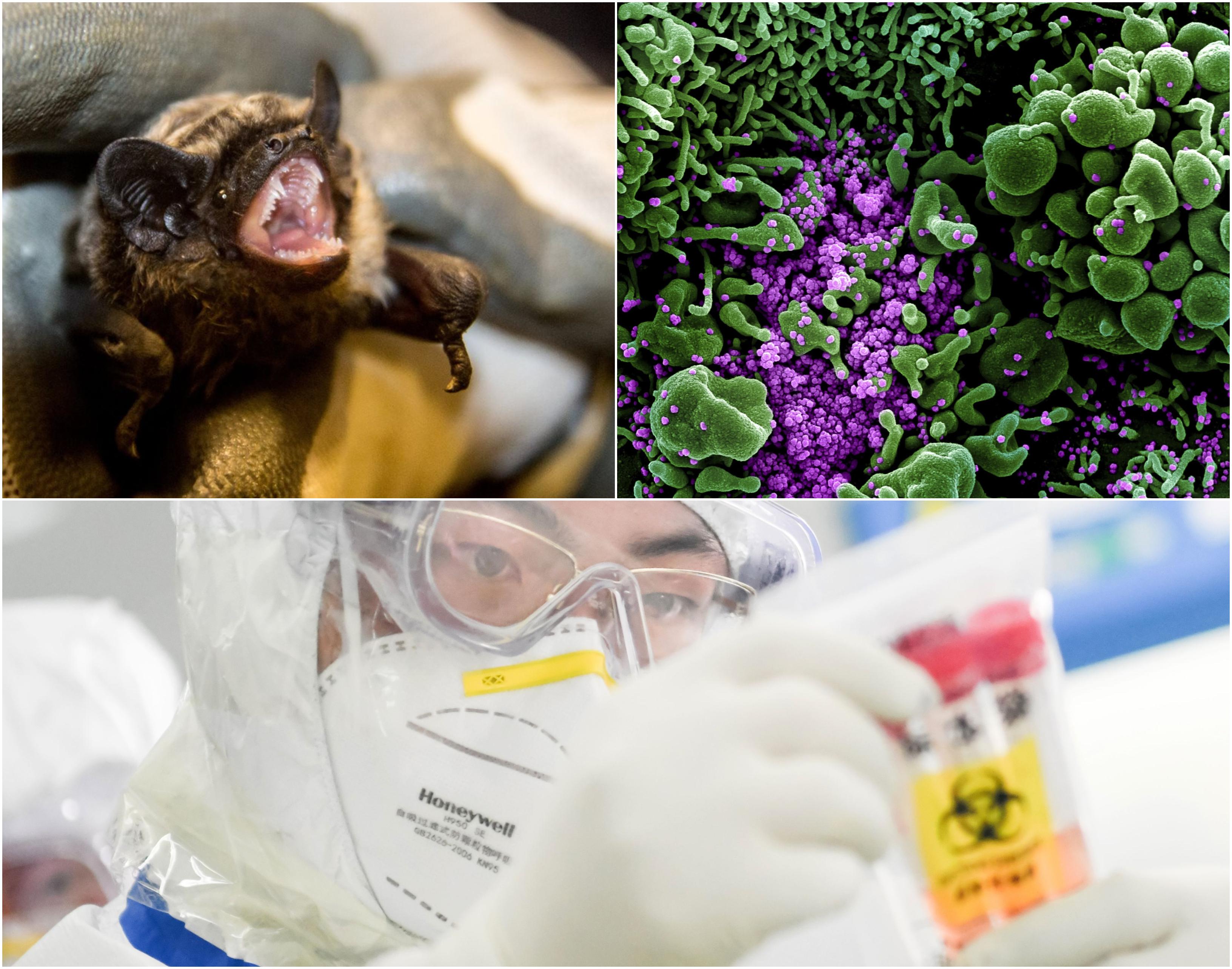 Liliecii NU au infectat oamenii cu Covid-19, ci alt animal! Virusurile fac &bdquo;greșeli&rdquo;, a existat un strămoș comun al coronavirusului