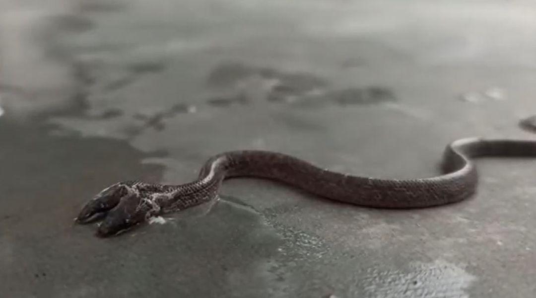 Nu este TRUCAJ! Filmare inedită cu șarpele cu două capete! Unii oameni cred că prevestește ceva rău | VIDEO
