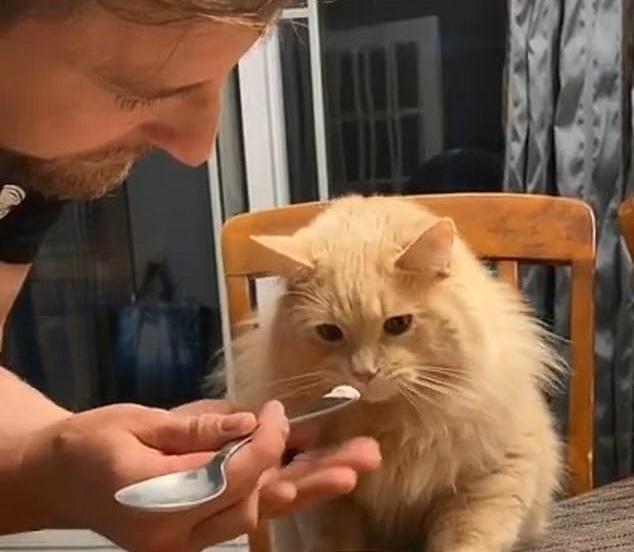 MiAu! O pisică a cucerit internetul! Cum a reacționat c&acirc;nd stăp&acirc;nul ei i-a dat &icirc;nghețată! &bdquo;Doamne! Am r&acirc;s cu lacrimi!&rdquo; VIDEO