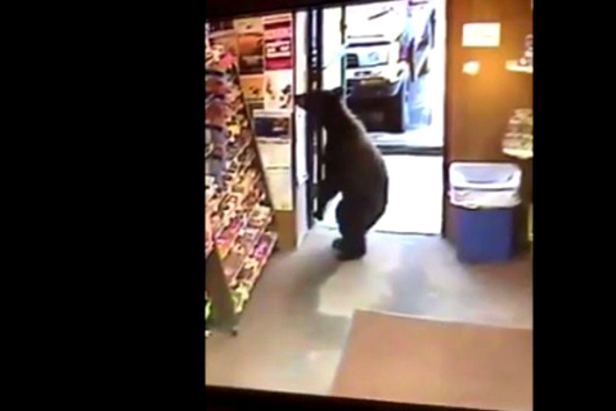 Un om disperat a sunat la 112: " - Alo, o ursoaică și trei pui sunt la mine &icirc;n magazin!" Clipe de panică &icirc;n Tușnad