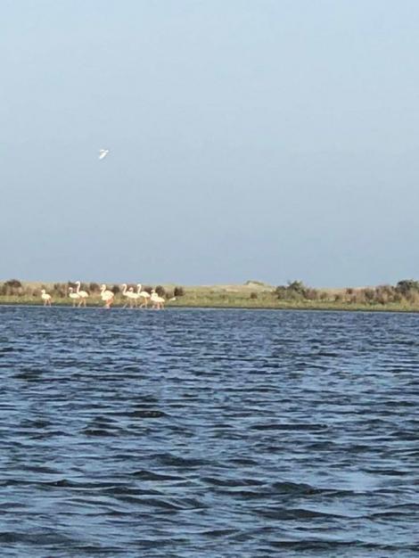 Zece păsări flamingo au poposit pentru scurt timp în Delta Dunării, fiind cel mai mare grup văzut în România în ultimul secol