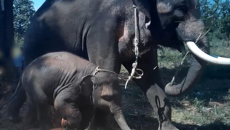 VIDEO | Așa arată chinul! Momentul în care un pui de elefant este zdrobit cu o tijă de fier în scopul de a fi dresat