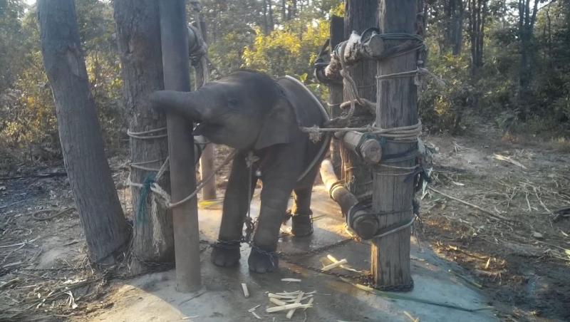 VIDEO | Așa arată chinul! Momentul în care un pui de elefant este zdrobit cu o tijă de fier în scopul de a fi dresat