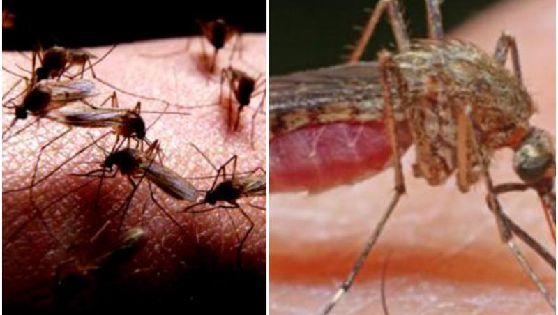 Pot transmite țânțarii coronavirusul? Insectele intră în contact cu sângele uman pe care îl pot transmite cu diveriți agenți patogeni