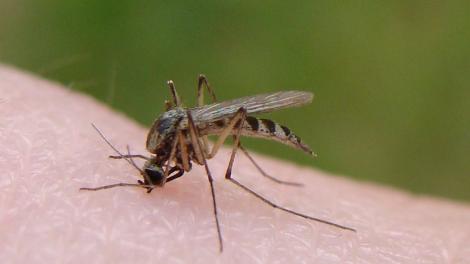 Pot transmite țânțarii coronavirusul? Insectele intră în contact cu sângele uman pe care îl pot transmite cu diferiți agenți patogeni