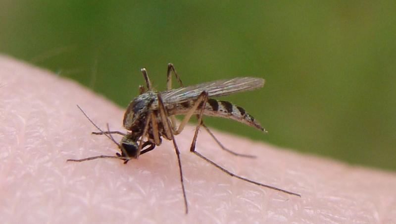 Pot transmite țânțarii coronavirusul? Insectele intră în contact cu sângele uman pe care îl pot transmite cu diferiți agenți patogeni
| Edit