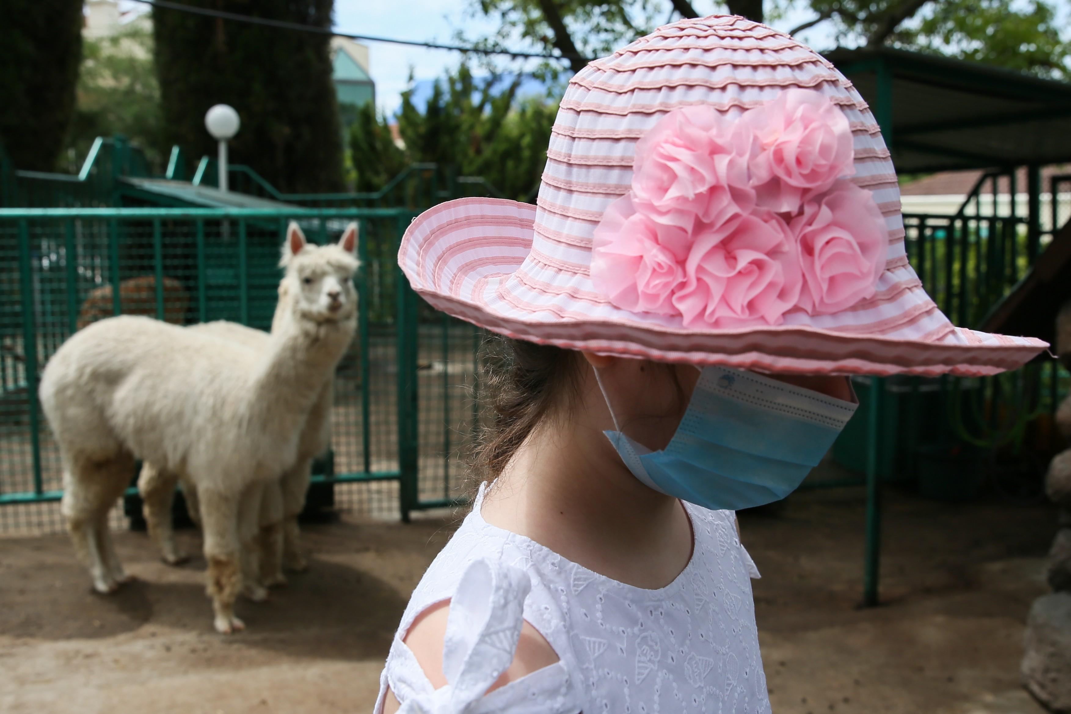 Animalul ce poate opri al doilea val de coronavirus! Cercetătorii susțin că alpaca este cheia imunității la COVID-19
