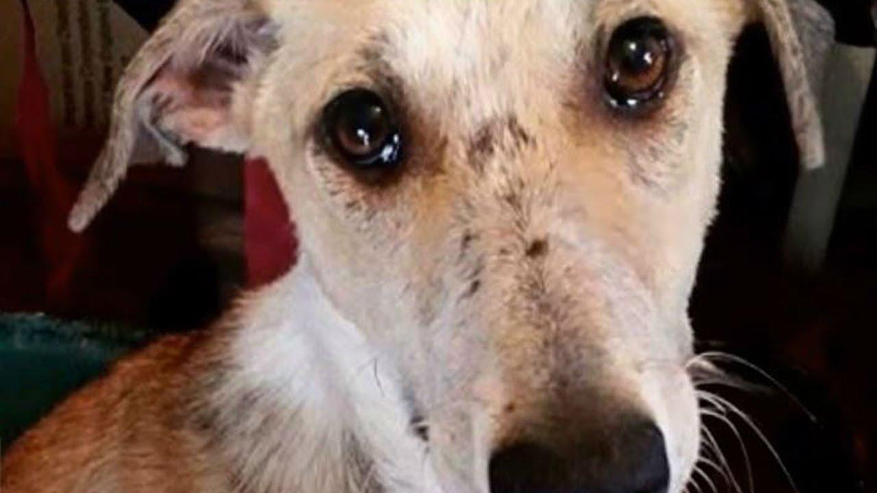 Cruzime dusă la extrem din partea unui t&acirc;năr! Și-a asmuțit c&acirc;inele să ucidă alt cățel, ce era prins &icirc;n laț