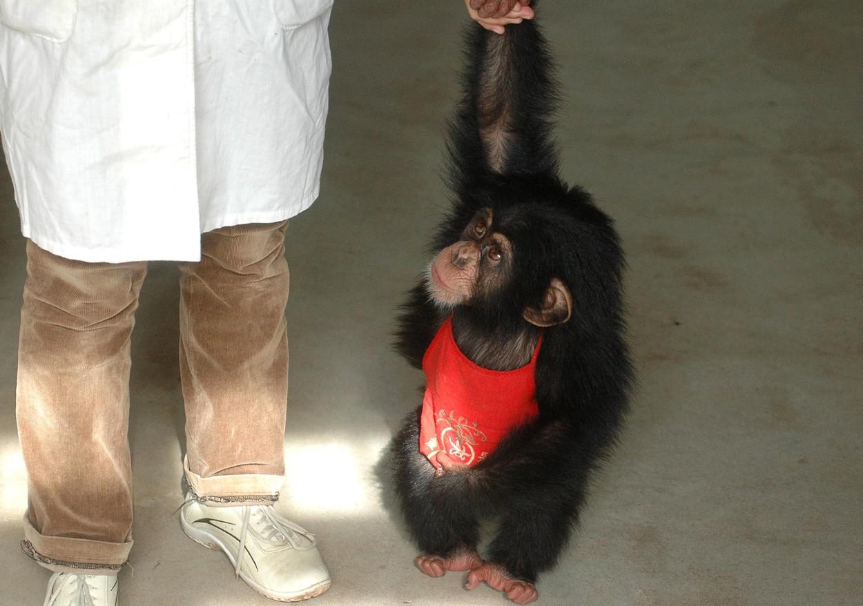 Arma ce ar putea st&acirc;rpi COVID-19, descoperită! Ce conține și ce s-a &icirc;nt&acirc;mplat cu maimuțele pe care a fost testată. &bdquo;Poate trata și preveni infecția&rdquo;