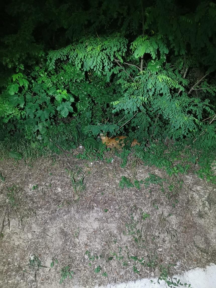 O căprioară blocată sub o gură de canalizare din R&acirc;mnicu V&acirc;lcea a fost salvată de jandarmi