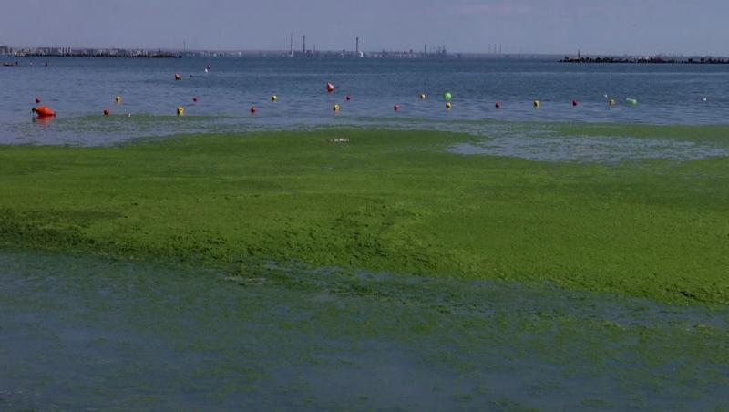 Fenomen uimitor pe plajele din Mamaia! Stratul de alge devine tot mai gros pe zi ce trece: Imaginile surprinse de turiști par ireale