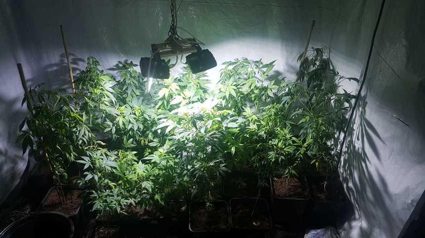 Poliţist rutier din Arad, arestat preventiv după ce la locuinţa sa a fost găsită o cultură de cannabis