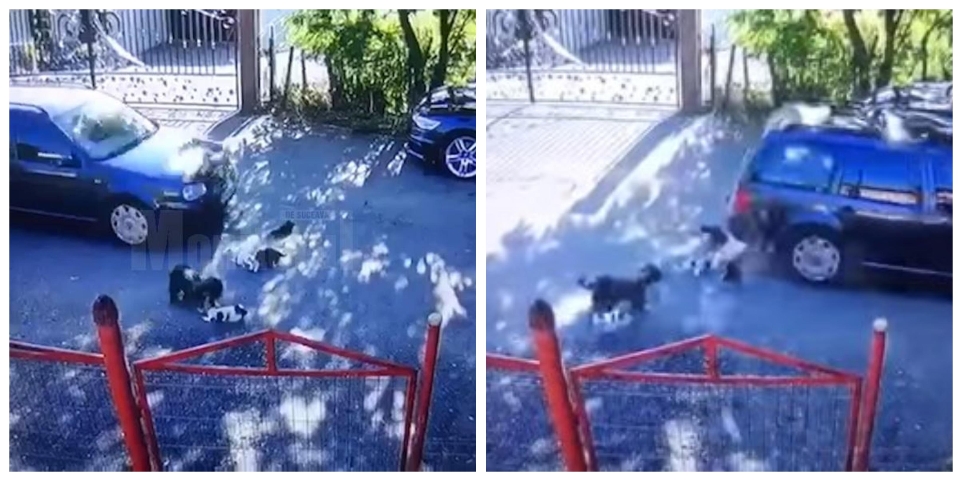 N-a avut suflet, e clar! Momentul &icirc;n care un șofer calcă cu mașina doi pui de căței. Atenție, imagini care vă pot afecta emoțional! (VIDEO)