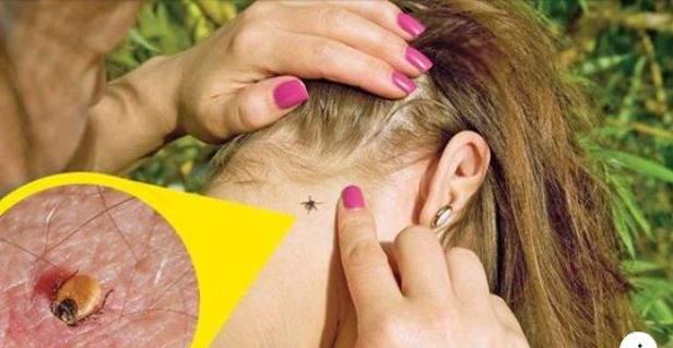 Atenție, este pericol mare! 150 de persoane au ajuns la spital mușcate de căpușe. Ce trebuie să faci dacă ești mușcat de această arahnidă dăunătoare