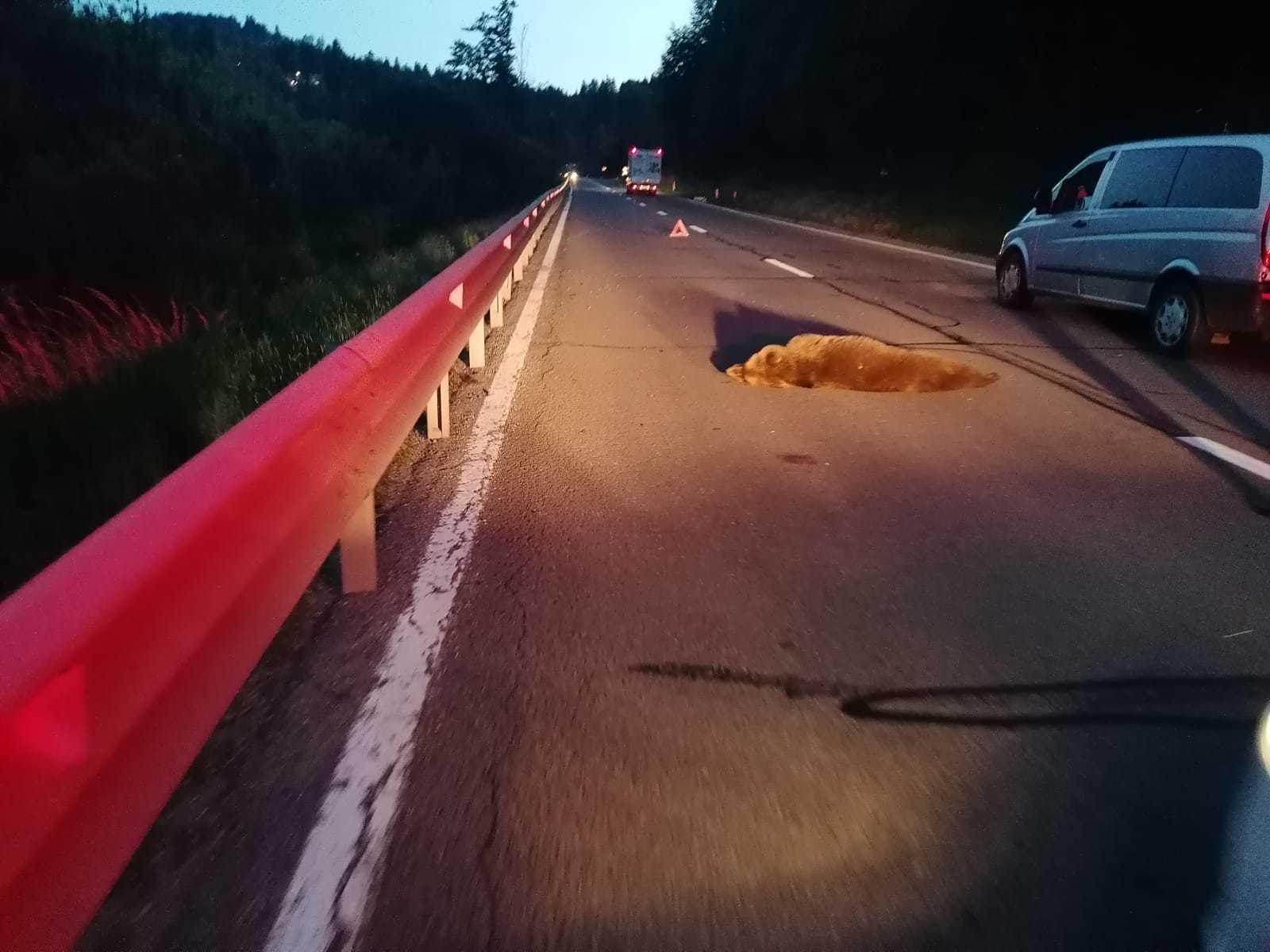 Un urs a fost lovit mortal de o maşină, pe DN 13A