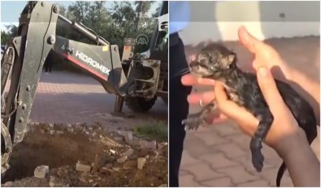VIDEO | Clipe emoționante până la lacrimi! Au spart trotuarul și un canal pentru a scoate un puișor de pisică care miorlăia neîncetat