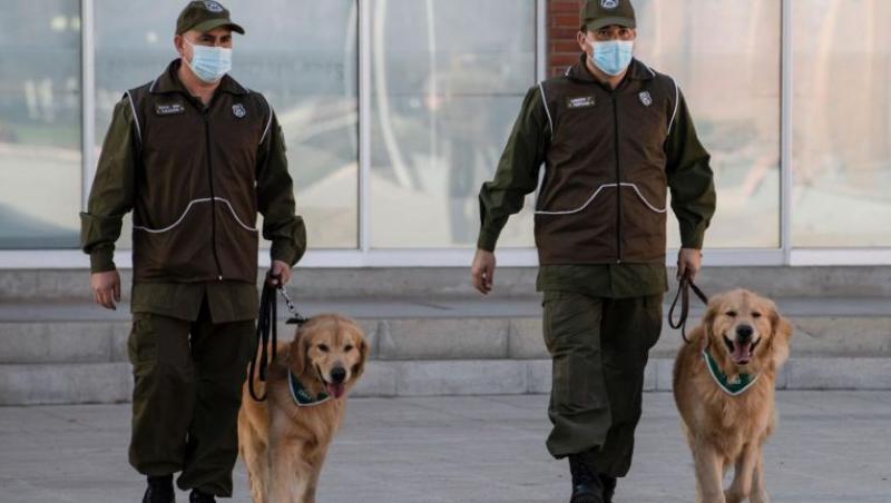 Câinii vor fi folosiți pentru a preveni răspândirea epidemiei de Covid-19