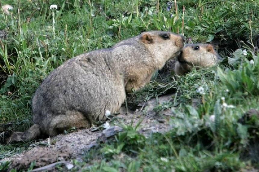 Rusia ia măsuri &icirc;mpotriva v&acirc;nătorii de marmote, după ce China şi Mongolia au raportat posibile cazuri de ciumă bubonică