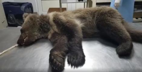 Pui de urs lovit de maşină între Râşnov şi Predeal, găsit pe marginea drumului în stare gravă. Animalul, preluat de o asociaţie - VIDEO