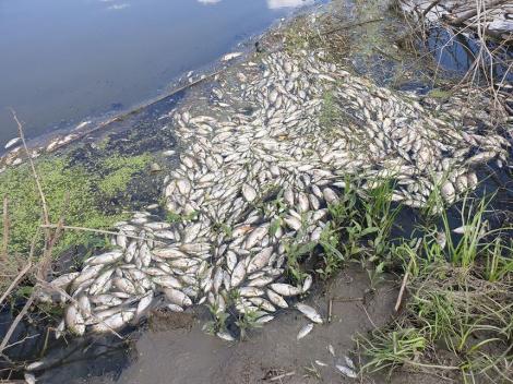 Iaşi: Mii de peşti morţi în râurile Bahlui şi Jijia. Cauza ar fi nivelul scăzut al oxigenului din apă, pe fondul variaţiilor de temperatură, susţin specialiştii