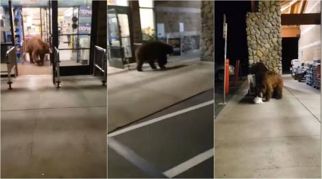 Urs la cumpărături! Ce a făcut animalul „civilizat”, într-un magazin, i-a lăsat mască pe angajați! VIDEO