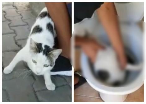 Imagini înfiorătoare! Un copil de 14 ani, din Constanța, filmat în timp ce își tortura pisica, într-un vas de toaletă! „Este un viitor criminal”