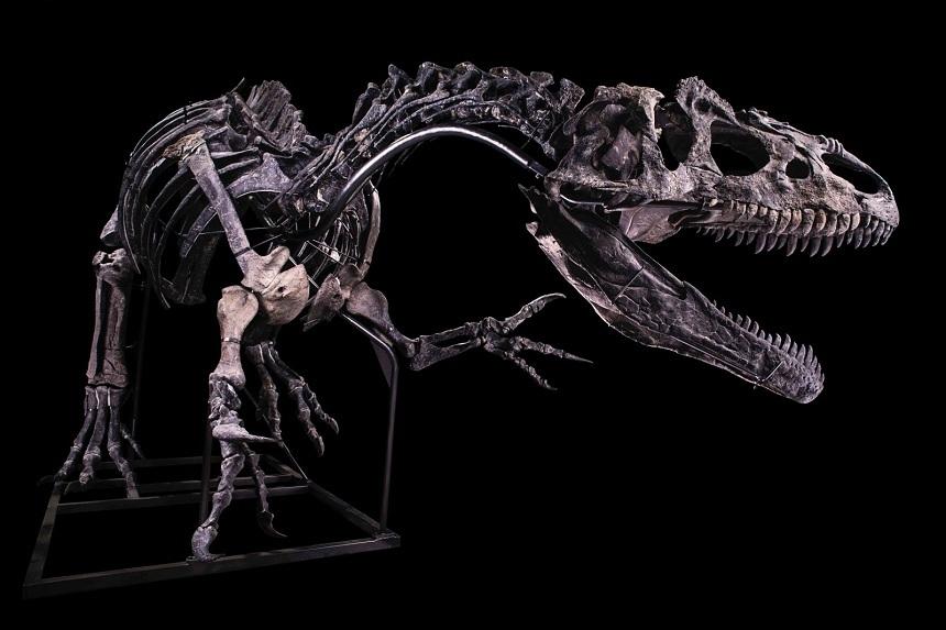 Un schelet de allosaurus, considerat "bunicul" lui T-Rex, &icirc;n licitaţie la Paris