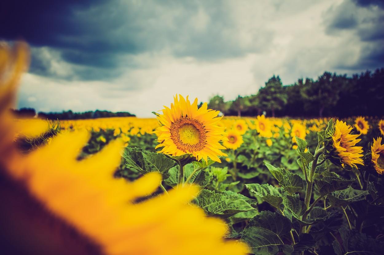 Știai? De ce floarea soarelui se orientează mereu către soare. Are ceva ce alte plante nu au