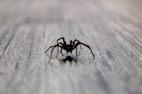 De ce nu trebuie să omori păianjenii din casă, potrivit entomologilor