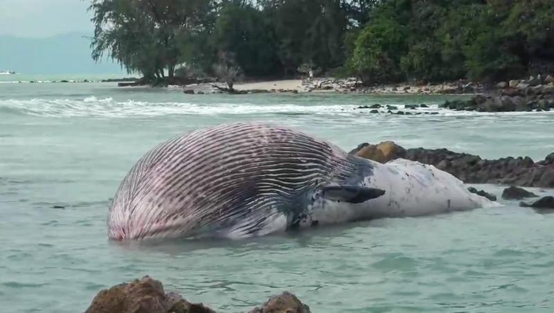 balena bryde care se afla in apa dupa ce cadavrul ei a fost adus de curentii oceanului