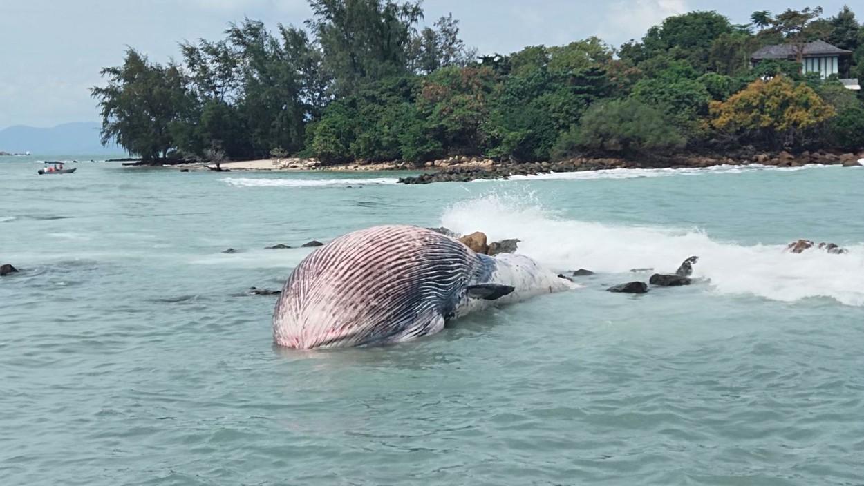 balena bryde care sta in fata in jos dupa ce a esuat pe o plaja din thailanda