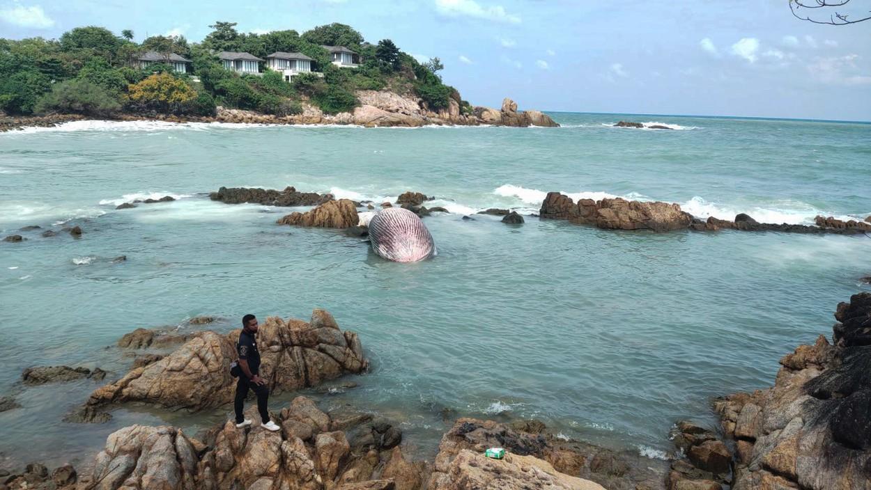 imagine cu balena bryde moarta in thailanda facuta de departe