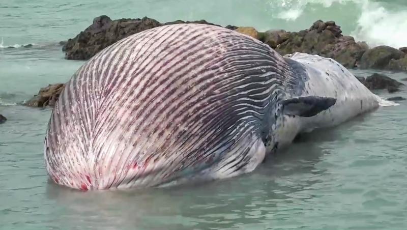 balena bryde care a esuat pe o plaja din thailanda