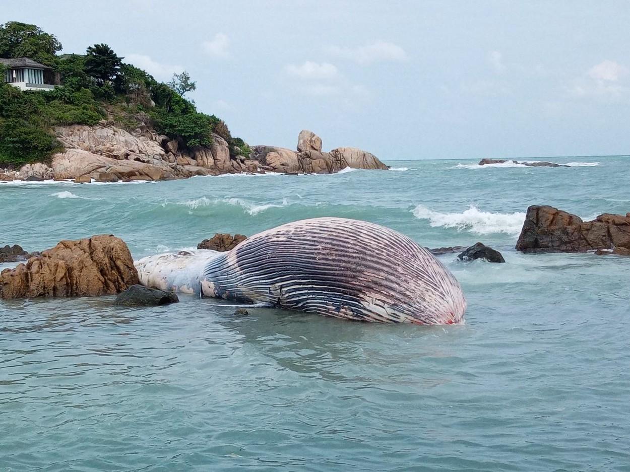 balena bryde cu burta in sus direct in apa unde a murit