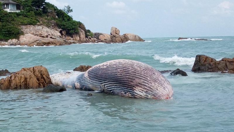 balena bryde cu burta in sus direct in apa unde a murit