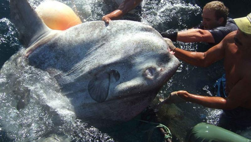 O creatură marină bizară, numită Mola alexandrini, s-a prins în plasele pescarilor.Cum arată animalul gigant poreclit peștele-lună