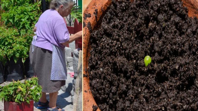 O femeie a plantat o sămânță, dar nu a durat mult și a făcut o descoperire neașteptată