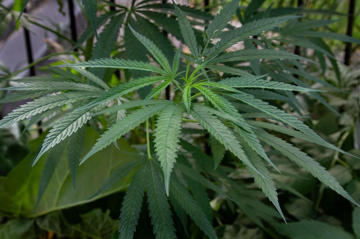 o planta de cannabis