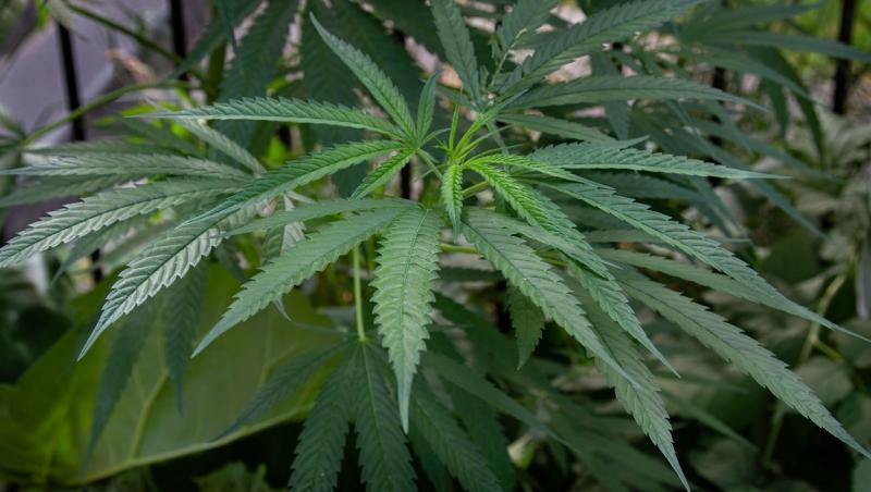 Din sămânța plantată a crescut o plantă de cannabis