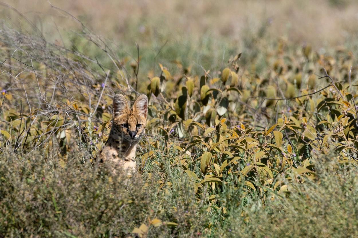 Un bărbat a crezut că are un leopard în curte și a sunat la apelul de urgență.  Ce era, de fapt, animalul