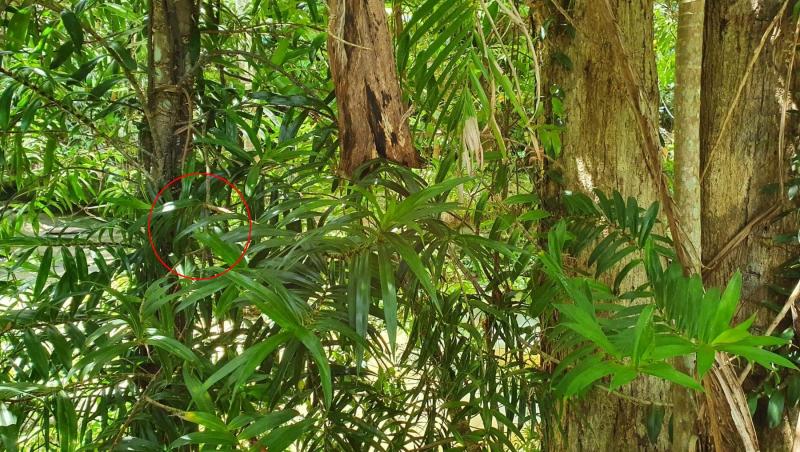 Un șarpe s-a camuflat perfect printre frunzele unor copaci și poza s-a transformat într-o iluzie optică virală