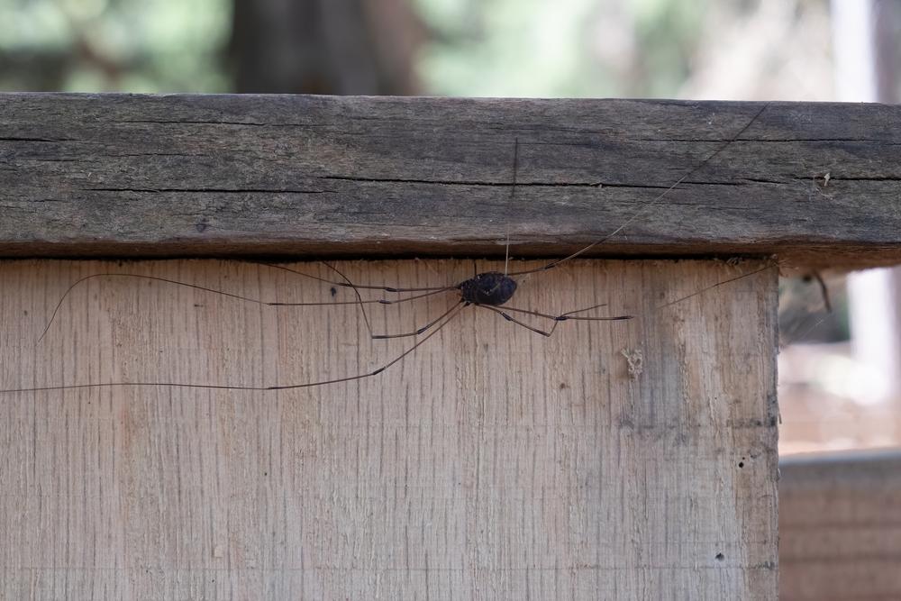 harvestmen, o specie de insecte, pe un perete din lemn