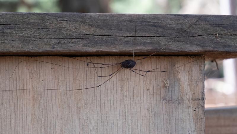Alina, în vârstă de 25 de ani, a înghețat de spaimă după ce a văzut pe peretele de lângă bucătărie un ”păianjen uriaș”. Conform ei, creatura are 18 cm și este foarte diferită de clasica insectă