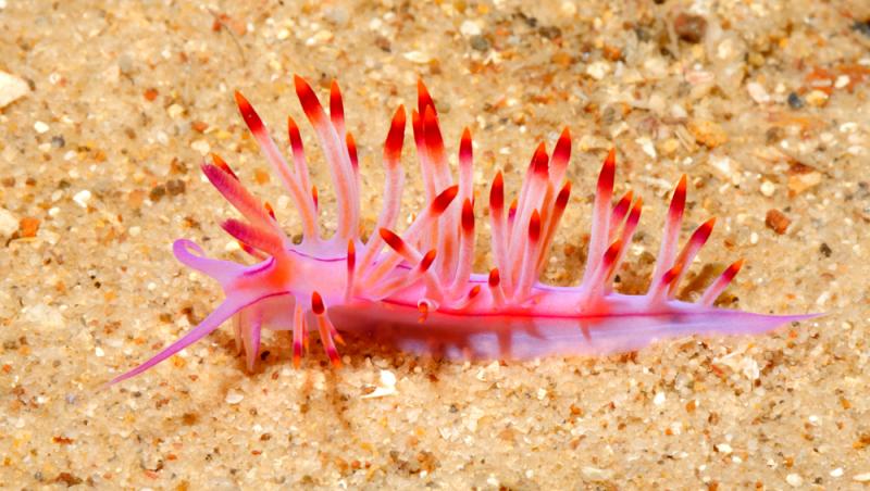 O creatură roz, cu părți translucide, a fost găsită pe o plajă din Australia. Vietatea bizară i-a făcut pe utilizatorii de pe Facebook să se întrebe dacă este o meduză sau un melc marin