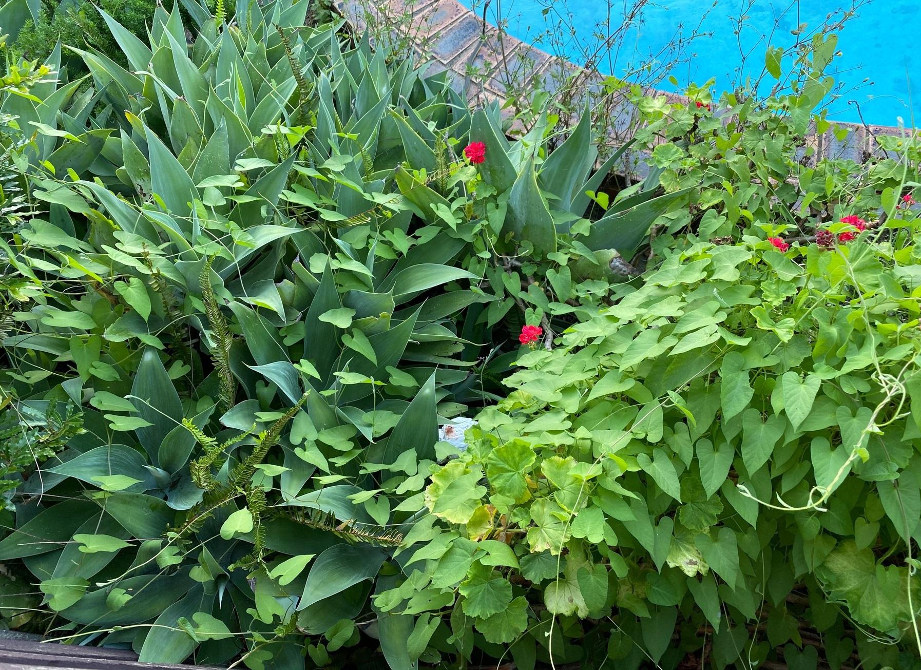 plante in preajma unei piscine langa care se afla un sarpe